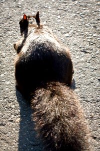 Fluffy squirrel photo