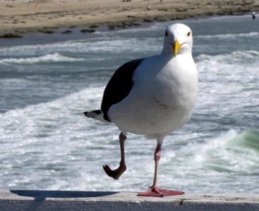 Silly Seagull Dance, You Put Your Right Leg Up photo