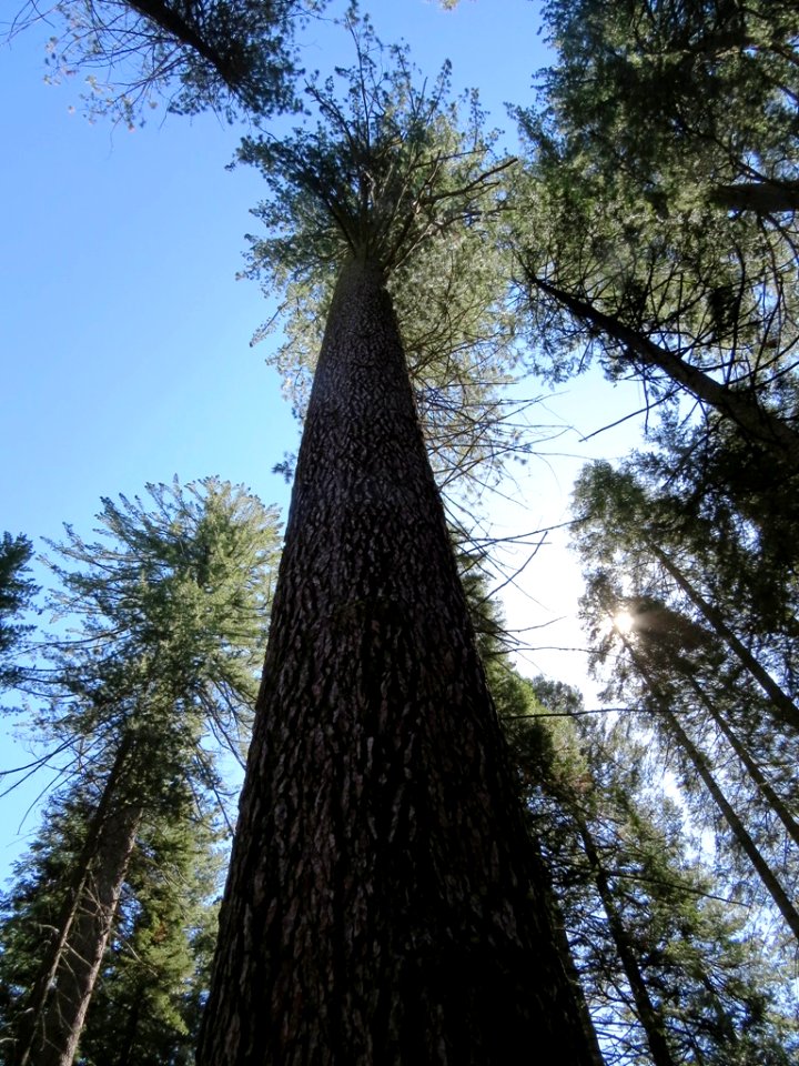 Sequoia Tree,  Big Trees State Park, California