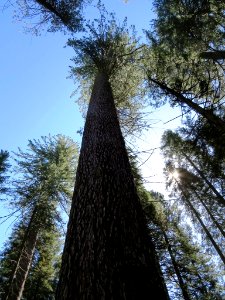 Sequoia Tree, Big Trees State Park, California photo