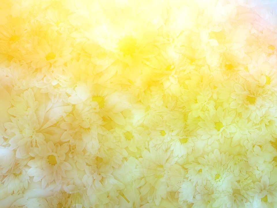 Free Texture - Sunlight on Daisies 2
