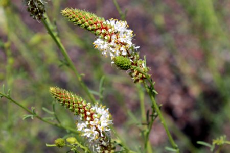 06-23-17 1511 Prairie clover