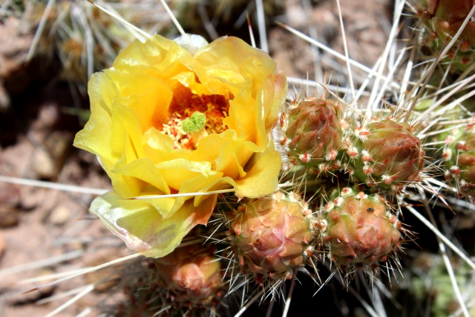 Grizzly prickly pear cactus (Opuntia polycantha)