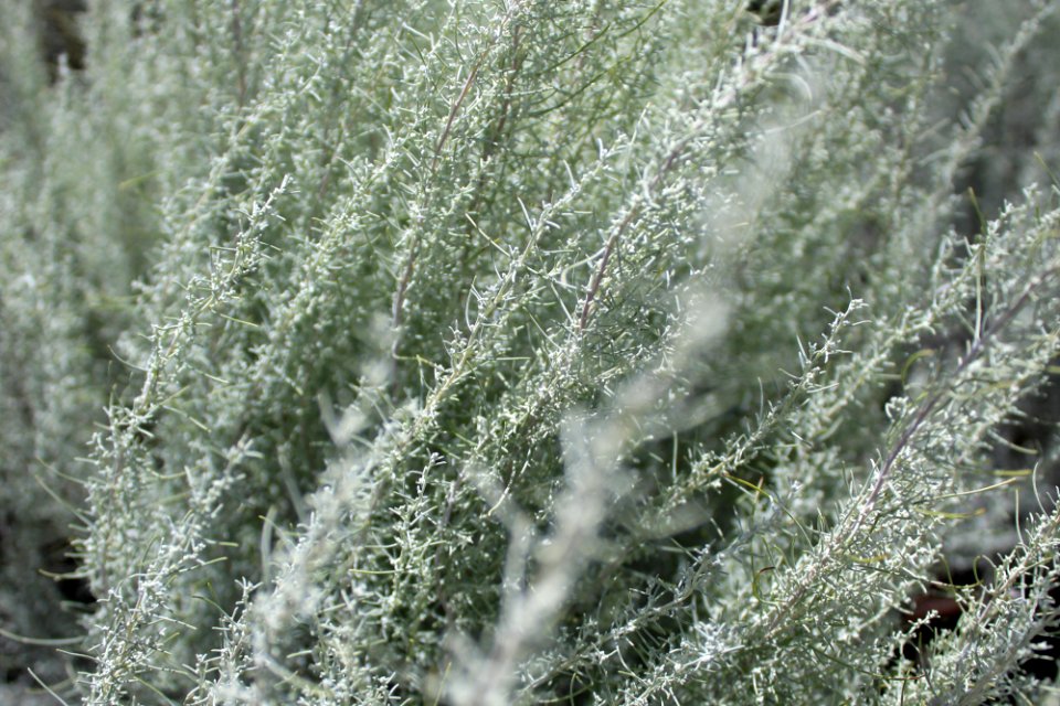 Sand sagebrush (Artemisia filifolia)