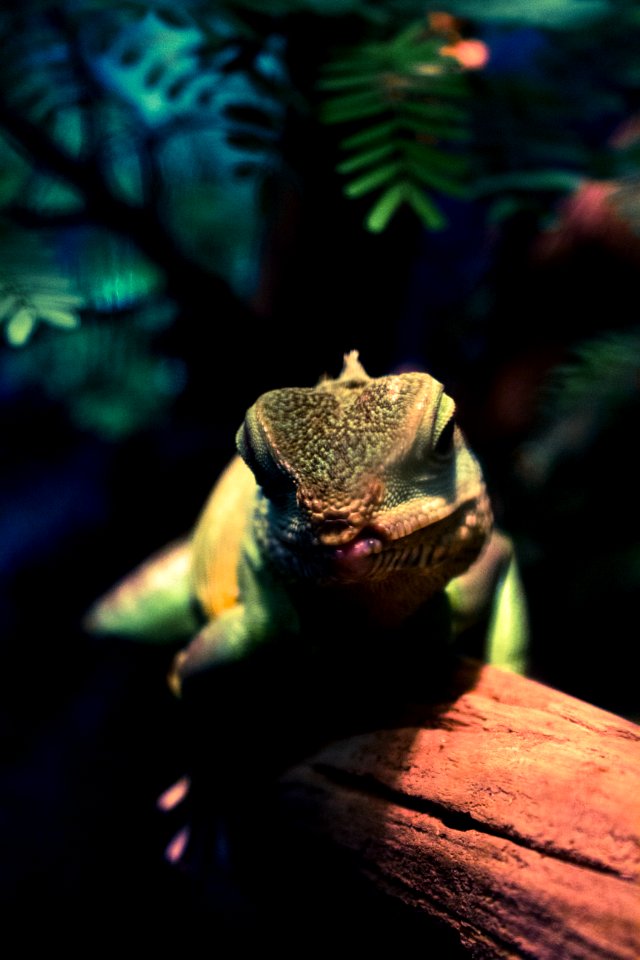 Green water dragon