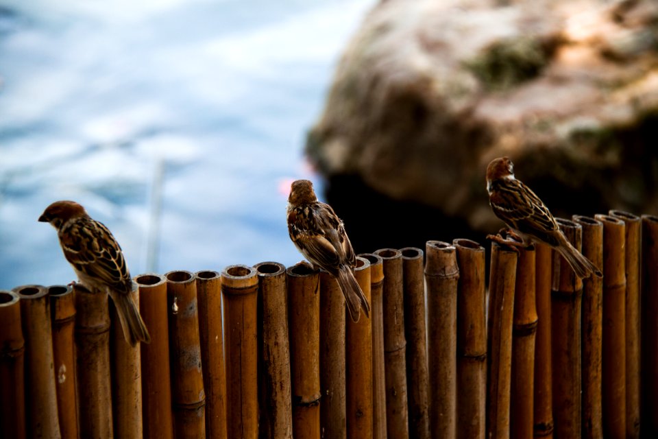 Three sparrows