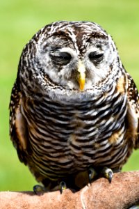 Sleepy owl