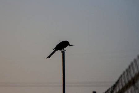 Black Drongo 烏秋