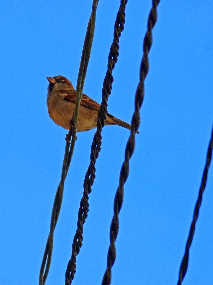 Sparrow sky cables