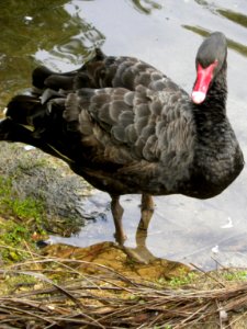 Black swan and cygnet (Cygnus atratus)