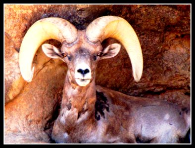 Desert King, Big Horn Sheep, Arizona photo