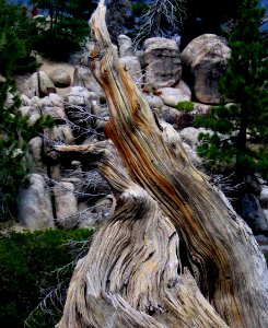 Withered log Castle Rock near Big Bear, CA