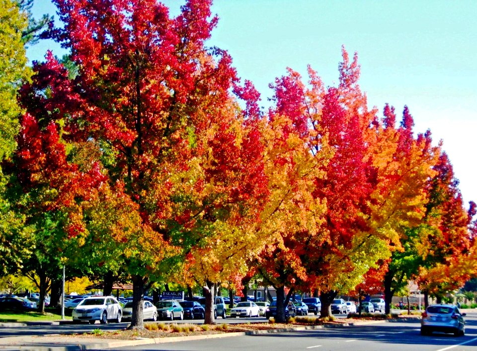 Liquid Amber Trees