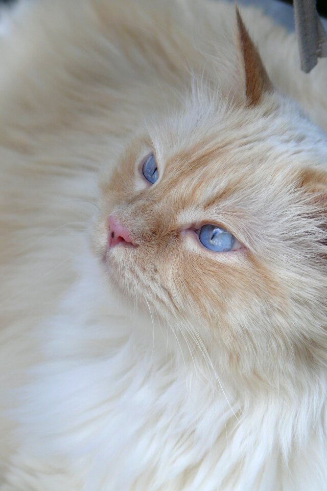 Cat's eyes cat face mainecoon