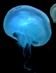 Moon Jellyfish photo