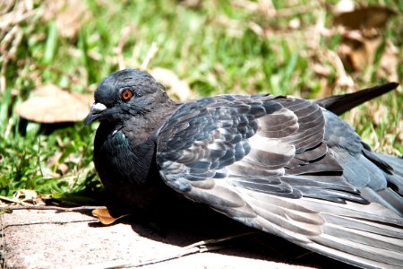 Bird Sunning