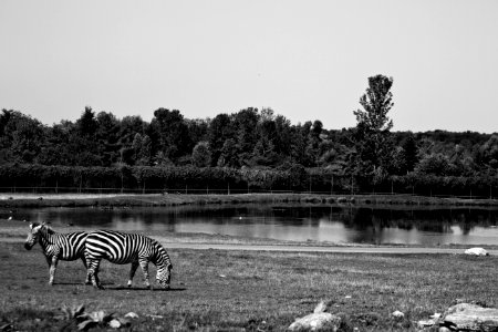 Zebra photo