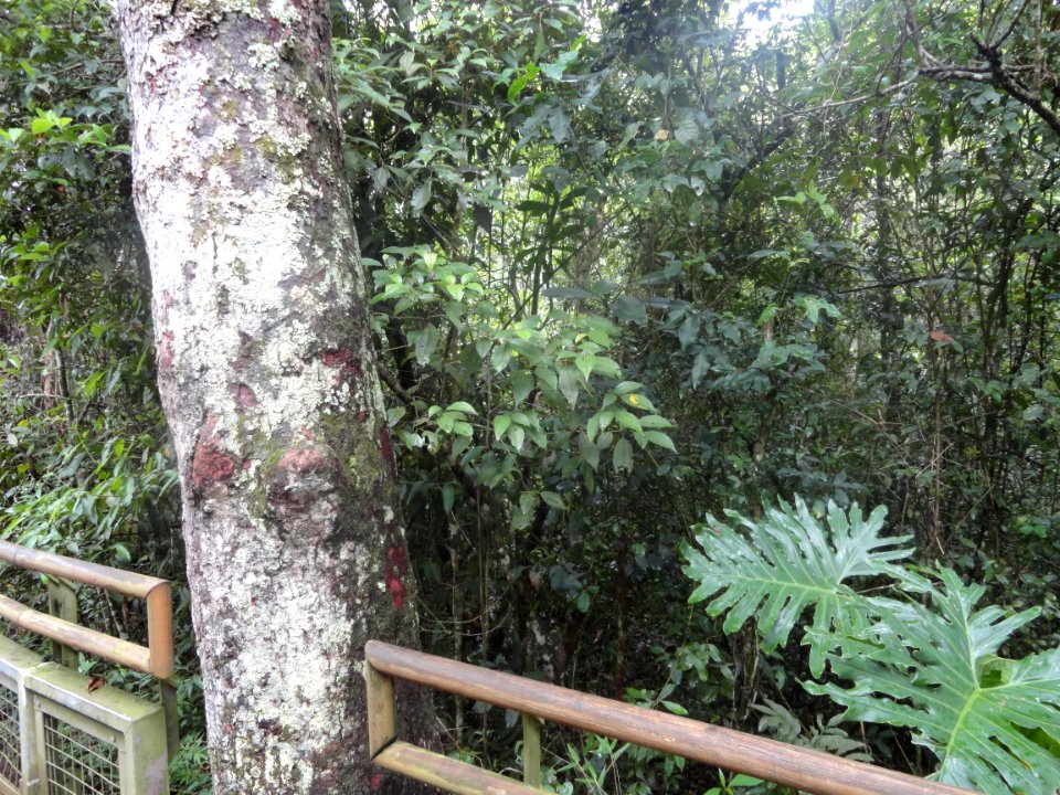 Selva Misionera Parque Nacional Iguazu Argentina
