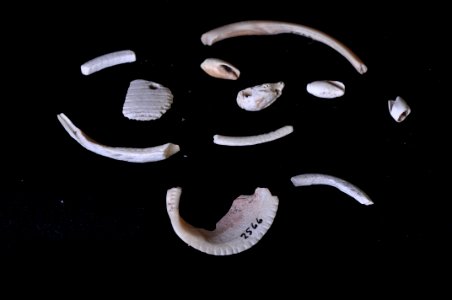 Puerco Pueblo Collection (2)