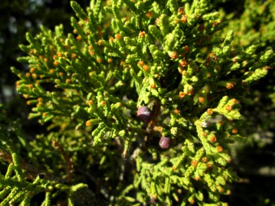 Juniper (Juniperus sp)