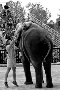 Climbing elephant