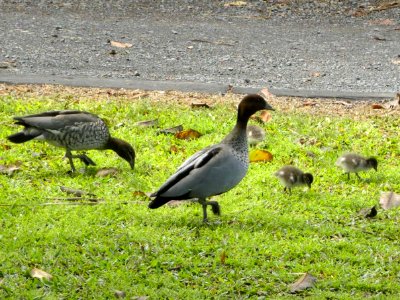 Australian Maned or Wood Duck (Chenonetta jubata) photo