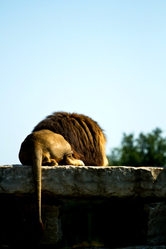 Male lion