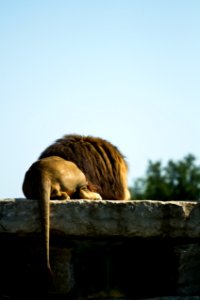 Male lion photo