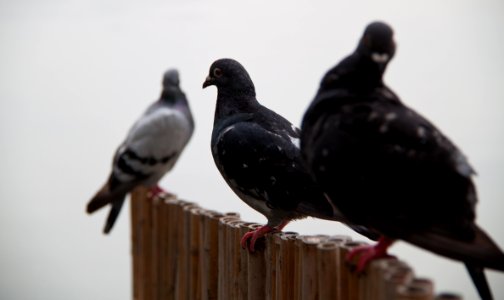 Three pigeons
