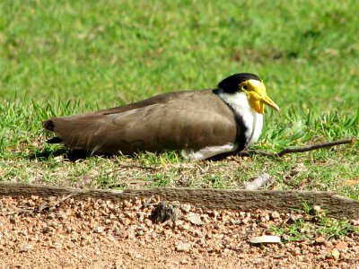 Masked Lapwing or Spur-winged Plover photo
