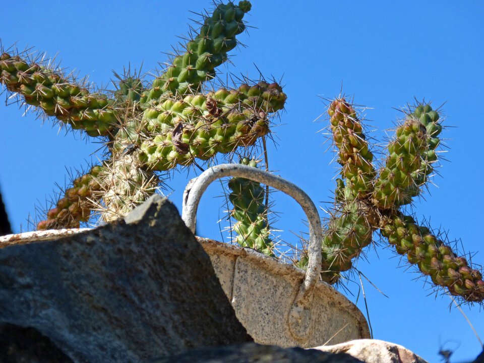 Cactus stone zinc