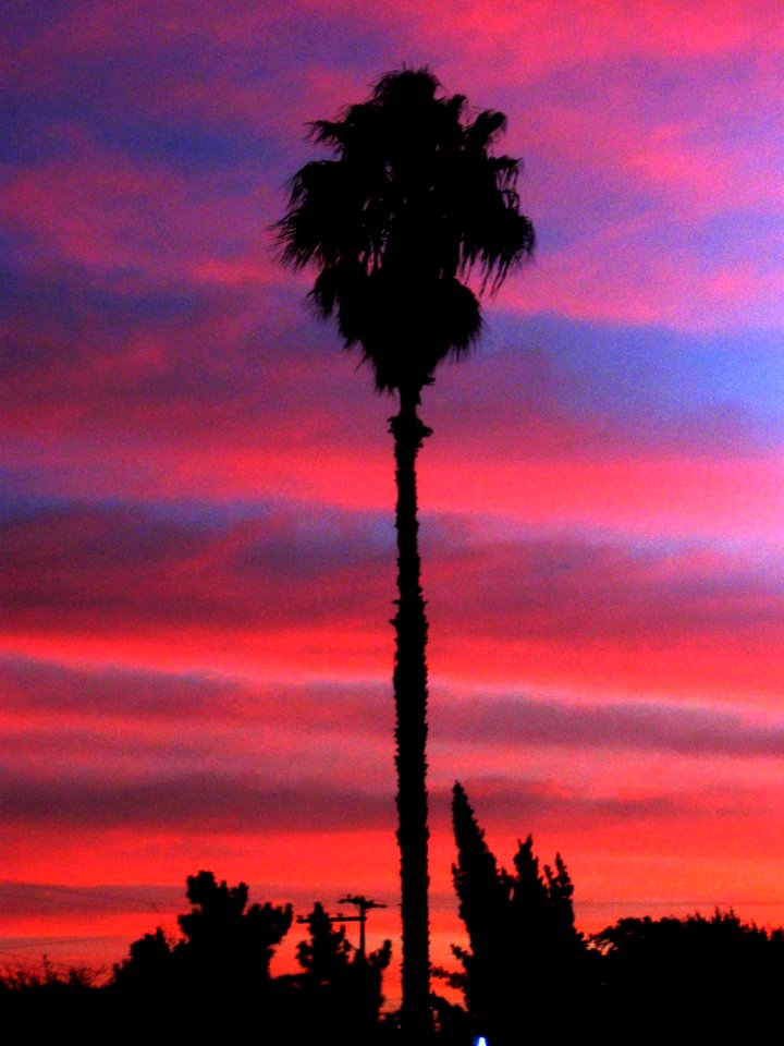 Pink and Blue Sky,  A California Palm TreeClassic