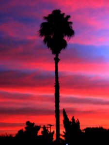 Pink and Blue Sky,  A California Palm TreeClassic