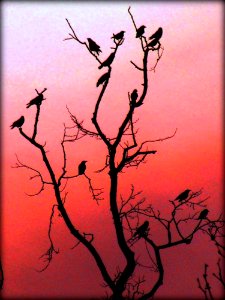 Crows Winter Roost