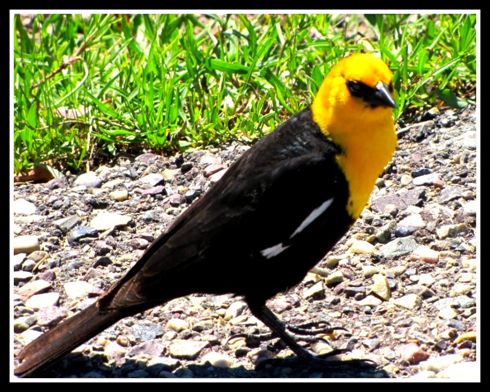 Yellow Headed BlackBird , Teton National Park