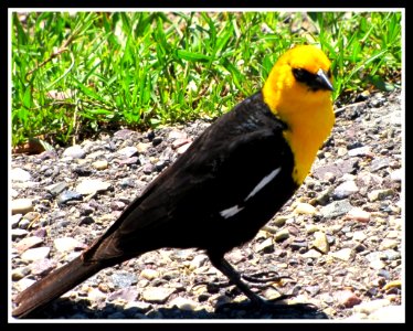 Yellow Headed BlackBird , Teton National Park