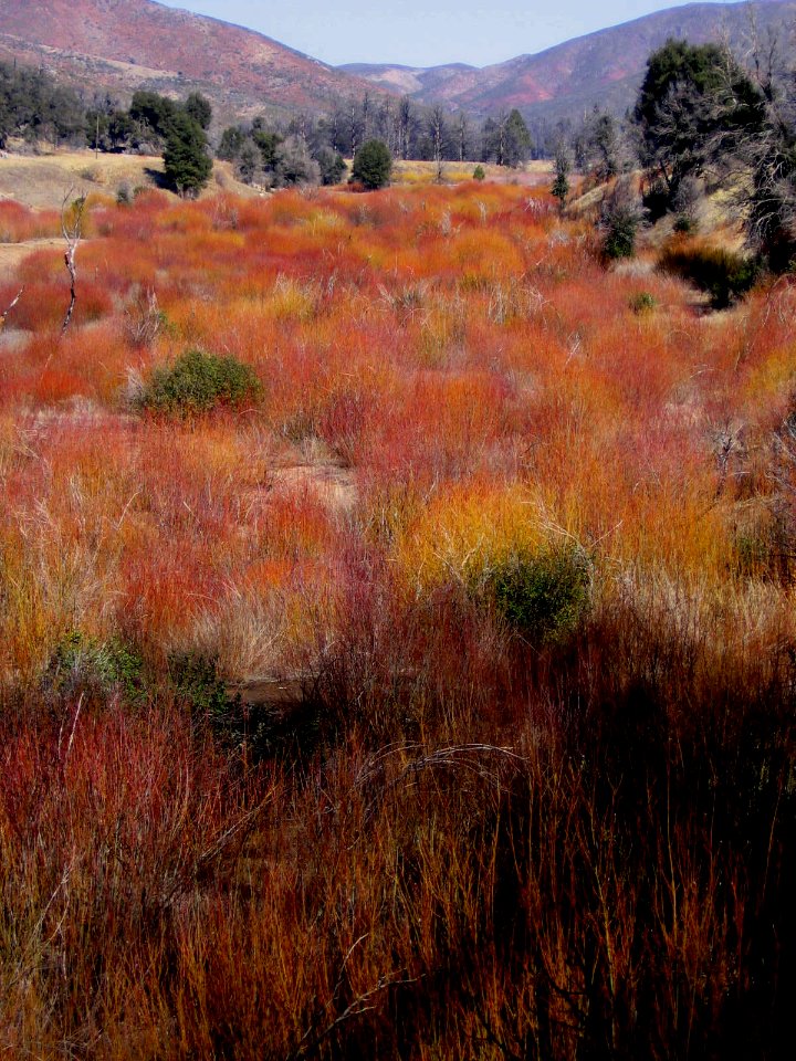 cuyamaca winter weed vertical -
