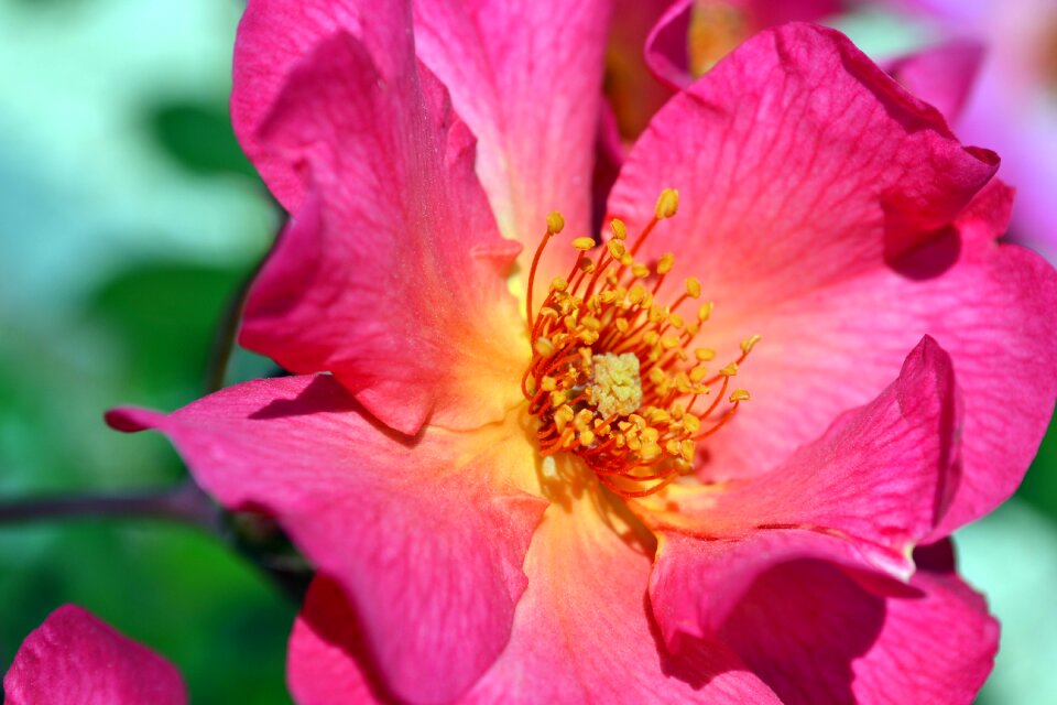 Flower macro pink photo