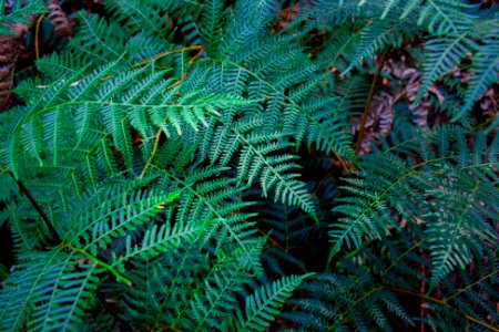 Green fern fronds