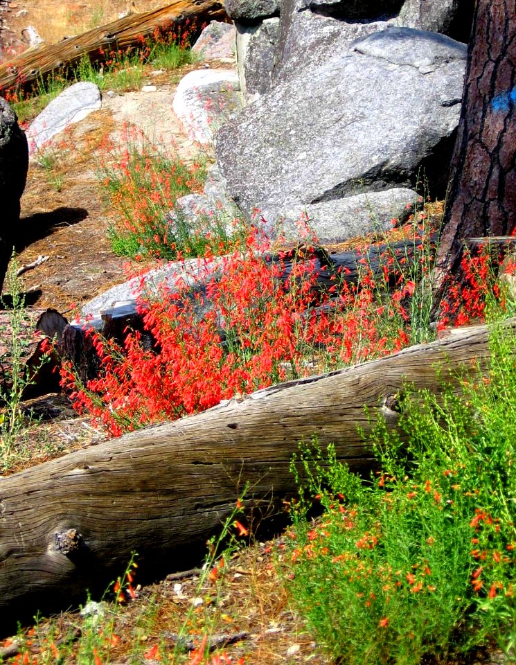 Indan Paintbrush on log in Sierra Nevada Mountains, California