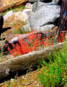 Indan Paintbrush on log in Sierra Nevada Mountains, California photo