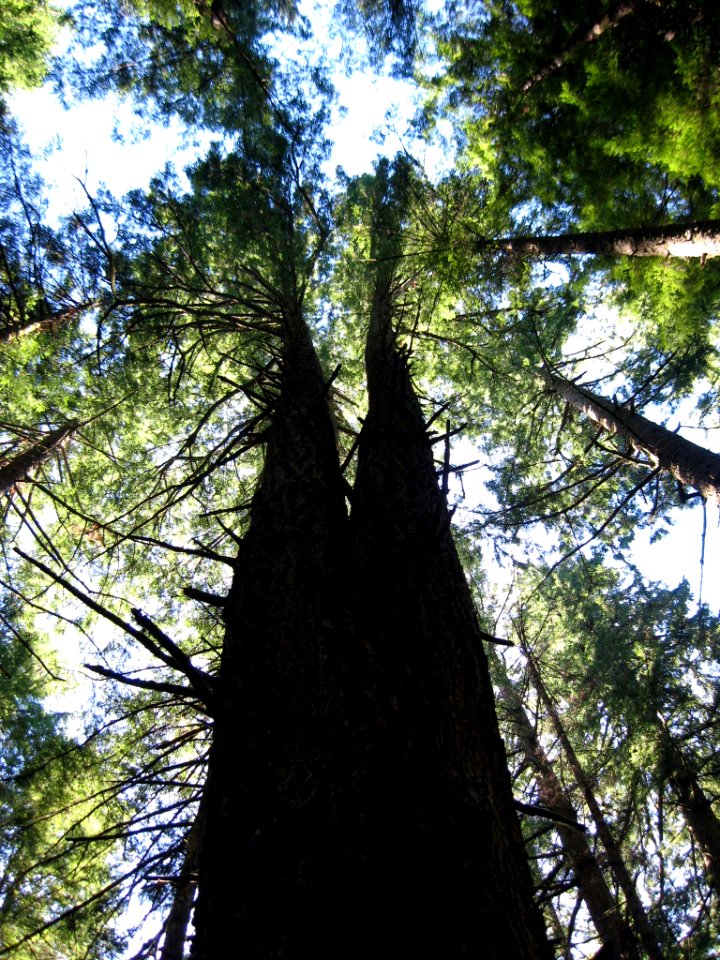 Oregon Tree Twins