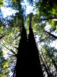 Oregon Tree Twins photo