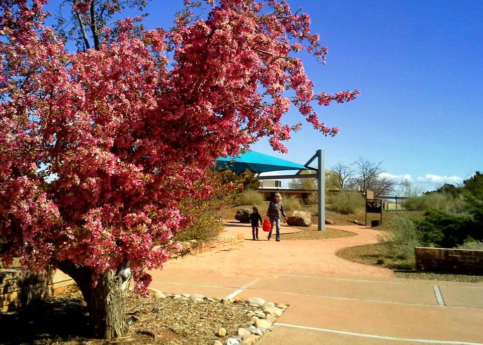 Crabapple in Painted Desert Community Complex