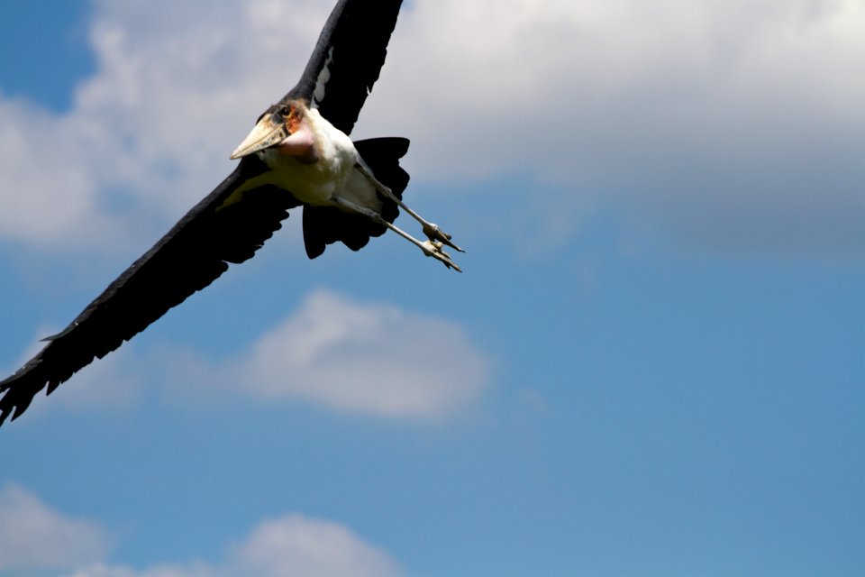 Marabou stork
