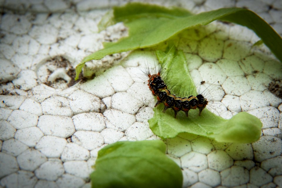 Dear caterpillar, you don't have camouflage : (