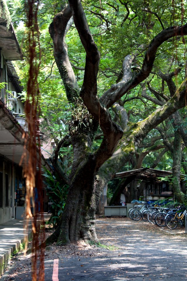 NTU Tree 2