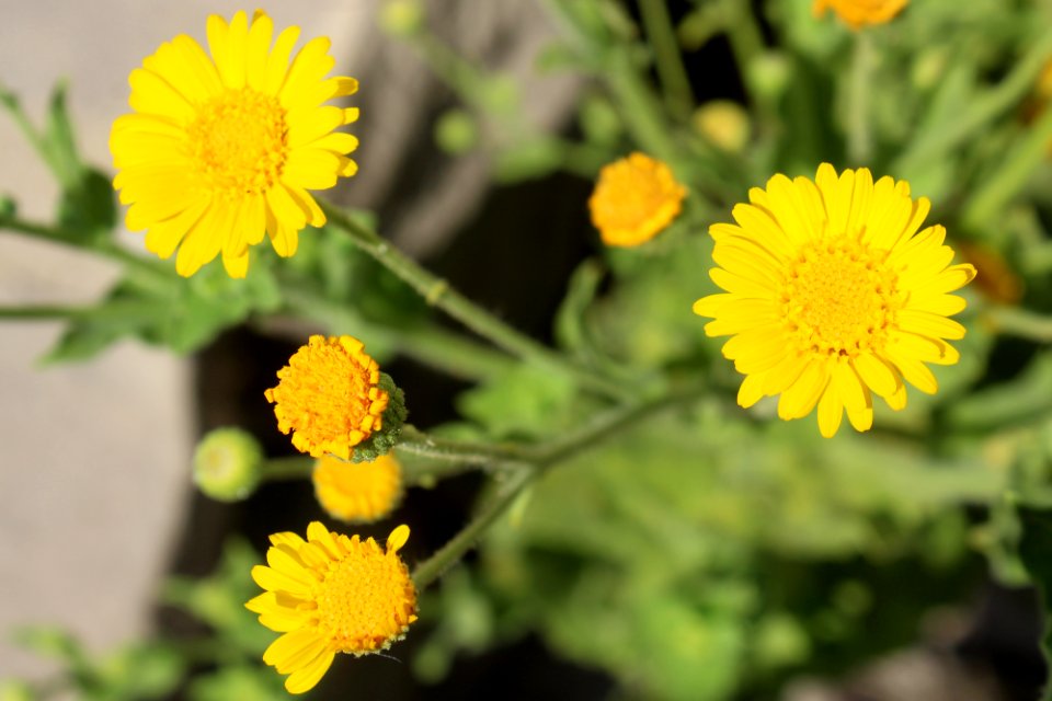 07-07-17 2103 Camphorweed