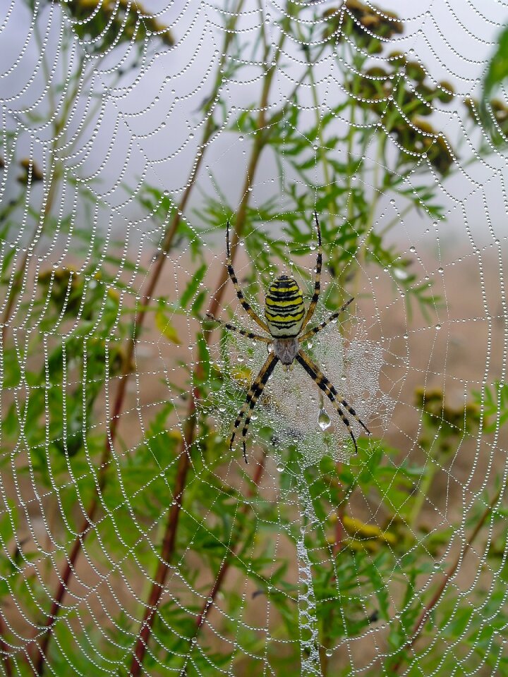 Cobweb spider morning