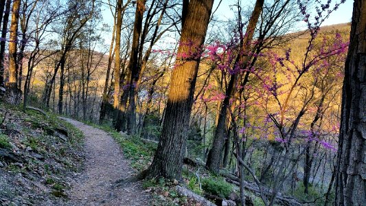Trees blooming along the Appalachian Trail in Harpers Ferry